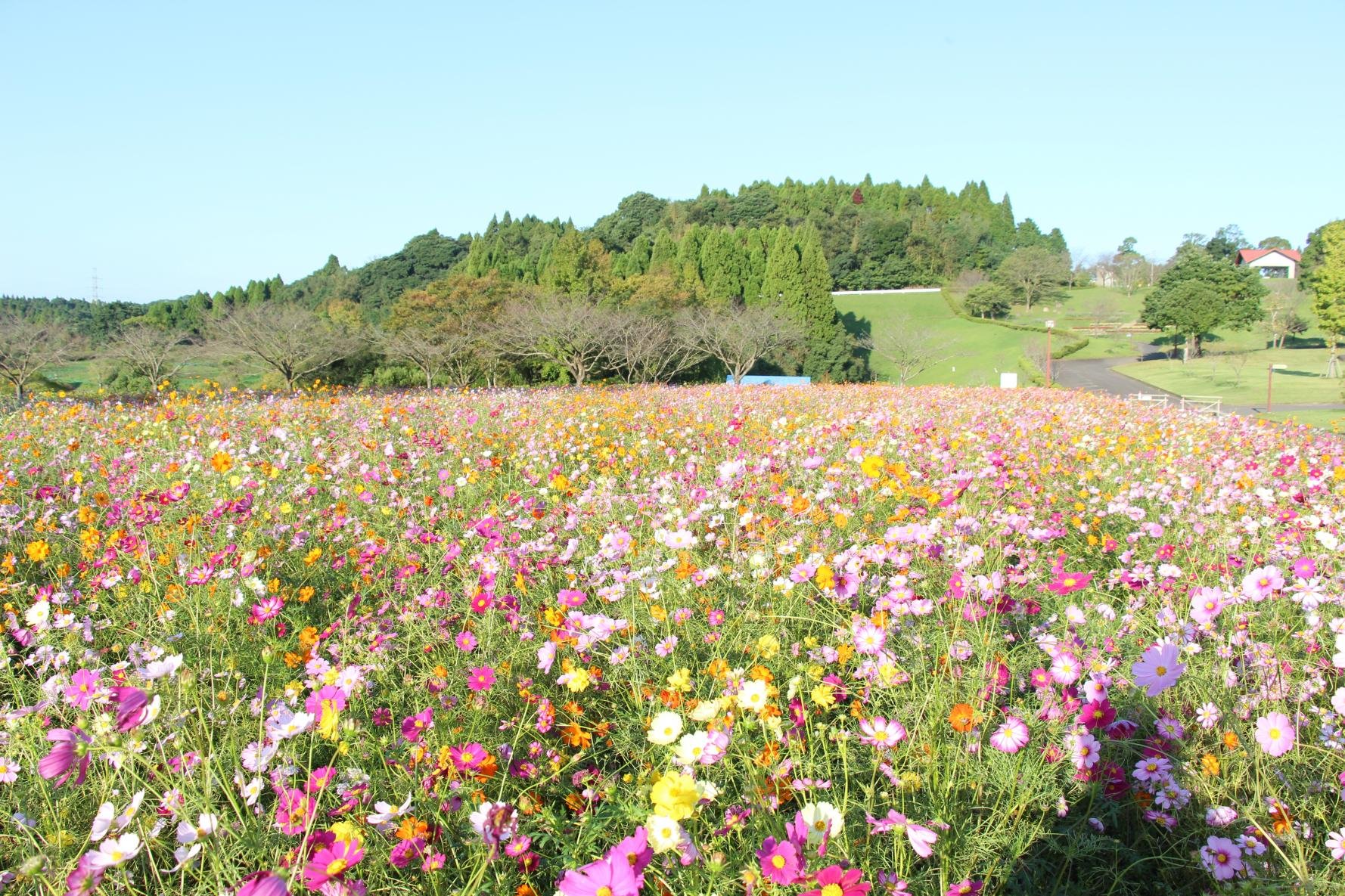 🌸 가고시마 도시농업센터(가고시마 토시노교센타)